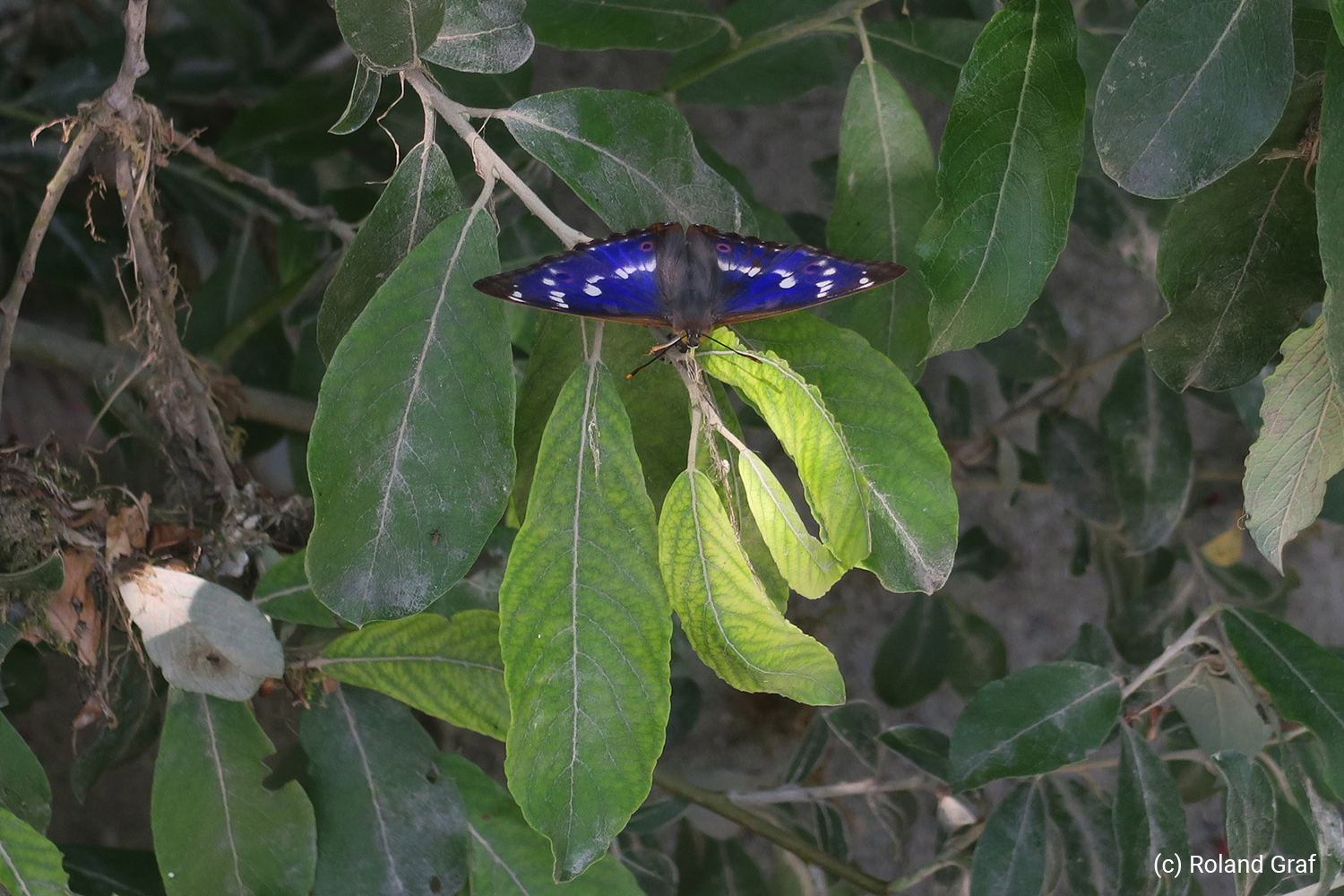 martec_apatura-ilia_rolandgraf_it